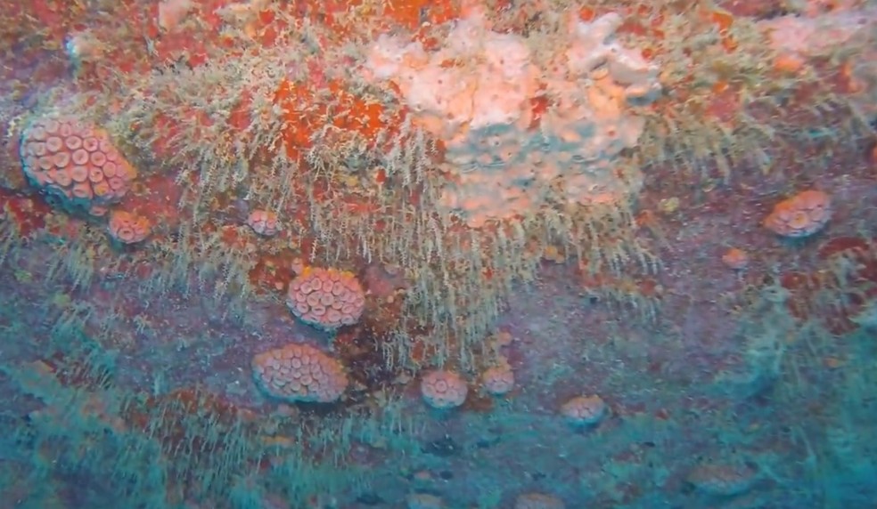 Coral sol ameaça ecossistema em praias do Ceará — Foto: Reprodução