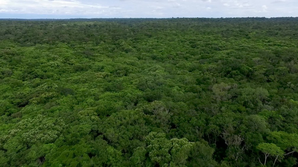 Floresta Amazônica — Foto: Rede Globo