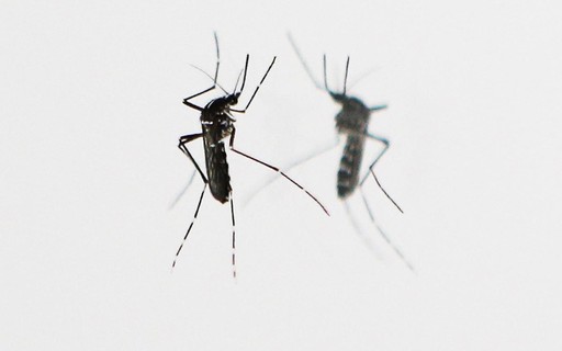 Armadilha Para O Mosquito Aedes Aegypti Com Garrafa Pet Ate Tinta Vira Arma Para Combater Aedes Aegypti Epoca Negocios Tecnologia