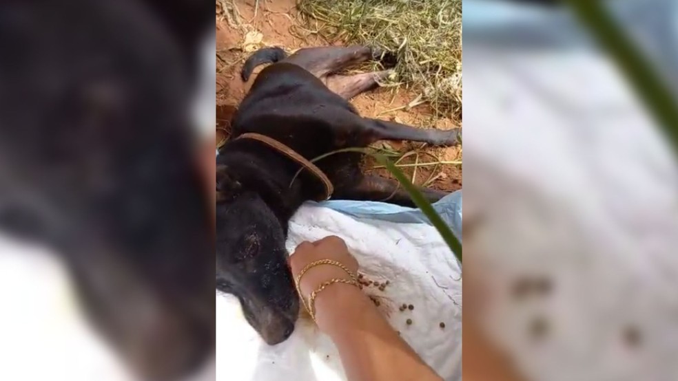 Erika Liao Tiago, voluntária de uma ONG de Botucatu, deu água na boca da cachorra — Foto: Erika Liao Tiago/Arquivo pessoal