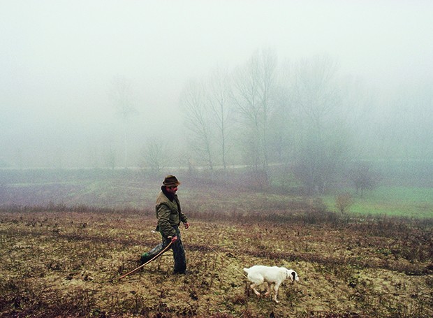Cão treinado e seu dono saem em busca de trufas no Piemonte (Foto: Christopher Pillitz / Getty Images)