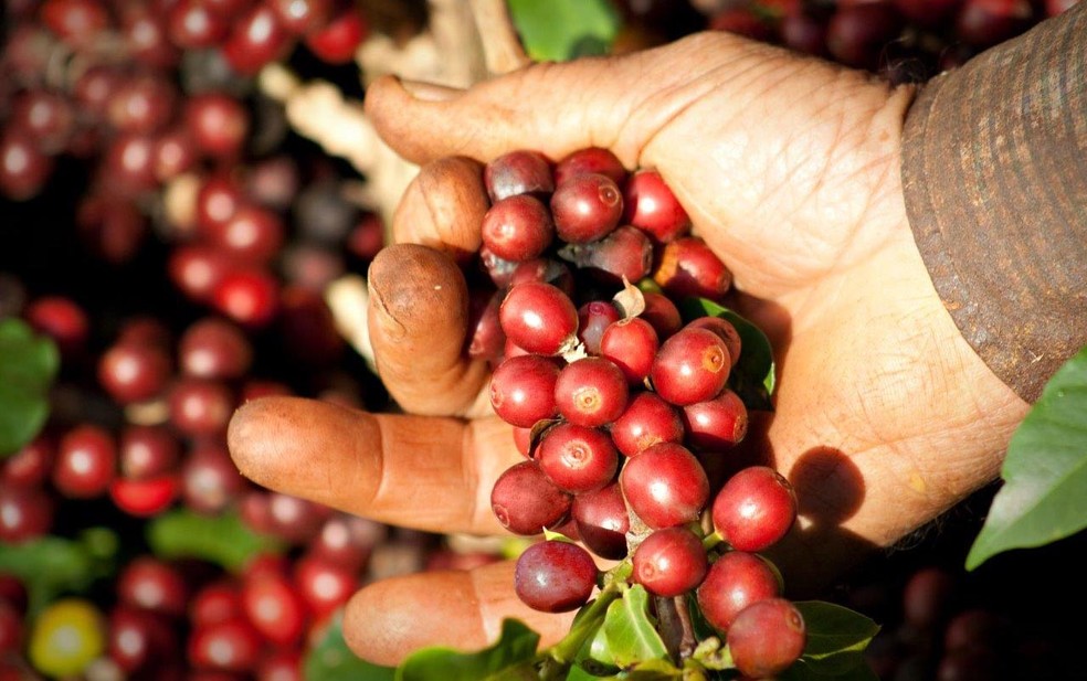 Alta Mogiana deve encerrar 2018 com 2,9 milhões de sacas de café colhidas, em uma área de 70 mil hectares — Foto: Divulgação
