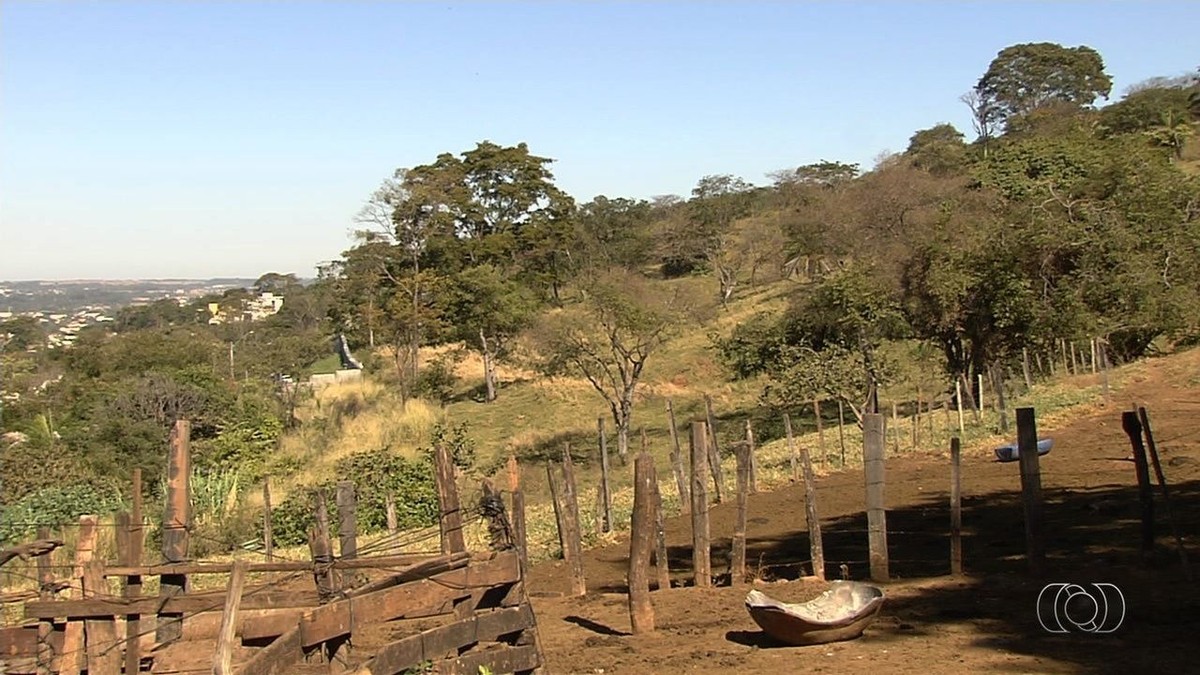 Ibama tenta capturar onça que já comeu até cachorro no Morro do ...