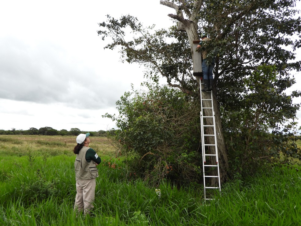  Monitoramento ninho artificial é uma das ações realizadas pelas equipes — Foto: Caio Prates/Projeto Papagaio-Verdadeiro
