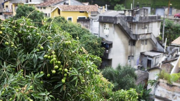 Sim, ela também é nossa! Uma mangueira no Rio de Janeiro (Foto: GETTY IMAGES via BBC) Sim, ela também é nossa! Uma mangueira no Rio de Janeiro (Foto: GETTY IMAGES via BBC)