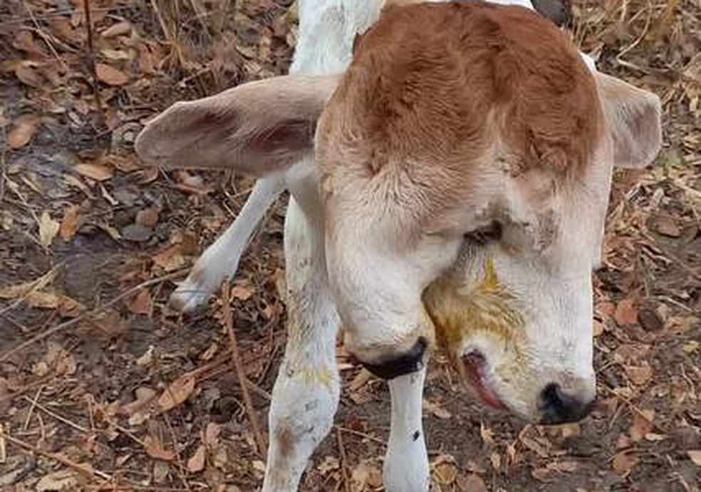 Bezerra nasce com duas cabeças e assusta moradores no oeste da Bahia — Foto: Arquivo Pessoal 