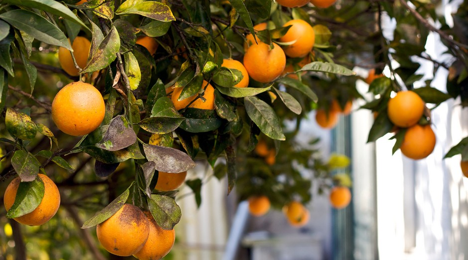 laranja; fruta; suco (Foto: Nuno Morão)