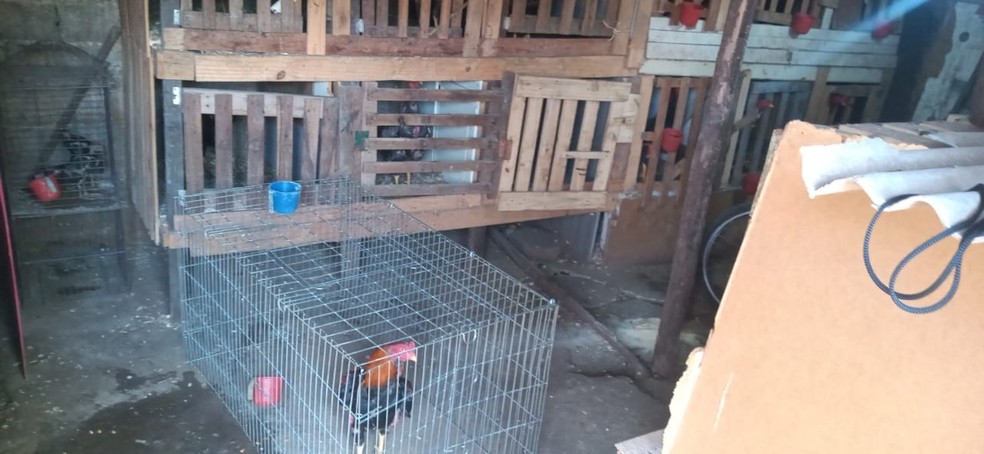 Animais foram encontradas em gaiolas em Santo Andr&eacute;, no ABC Paulista. &mdash; Foto: Arquivo Pessoal