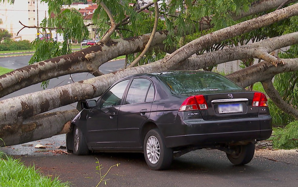 rvore caiu em cima de carro na rotatria das avenidas Costbile Romano e Leo XIII, em Ribeiro Preto, SP   Foto: Reproduo/EPTV