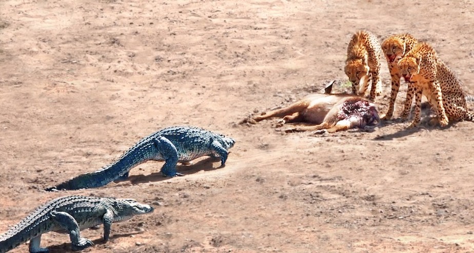 Crocodilos se aproximam de banquete de quepardos