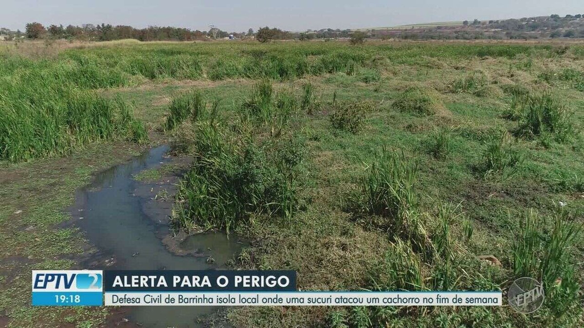Veterinária diz que cão ficou sem consciência durante ataque de sucuri em Barrinha, SP - Vimarsana News