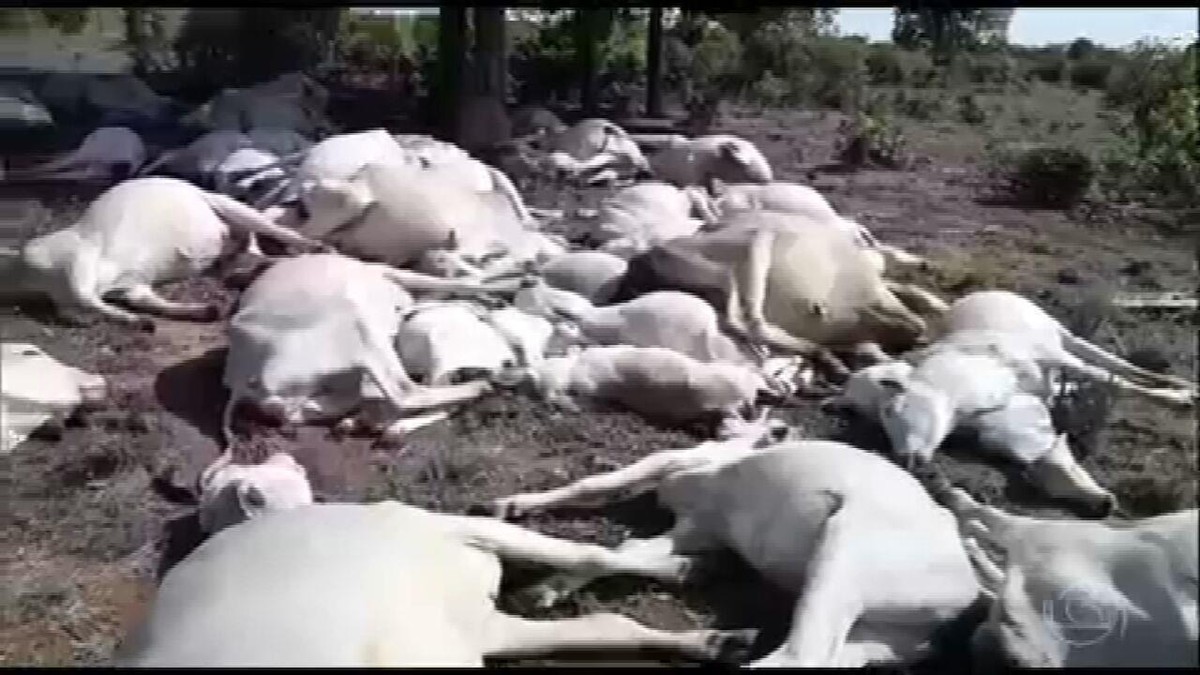 Em 10 anos, 2.973 animais já foram mortos no campo por raios no Brasil, aponta Inpe thumbnail