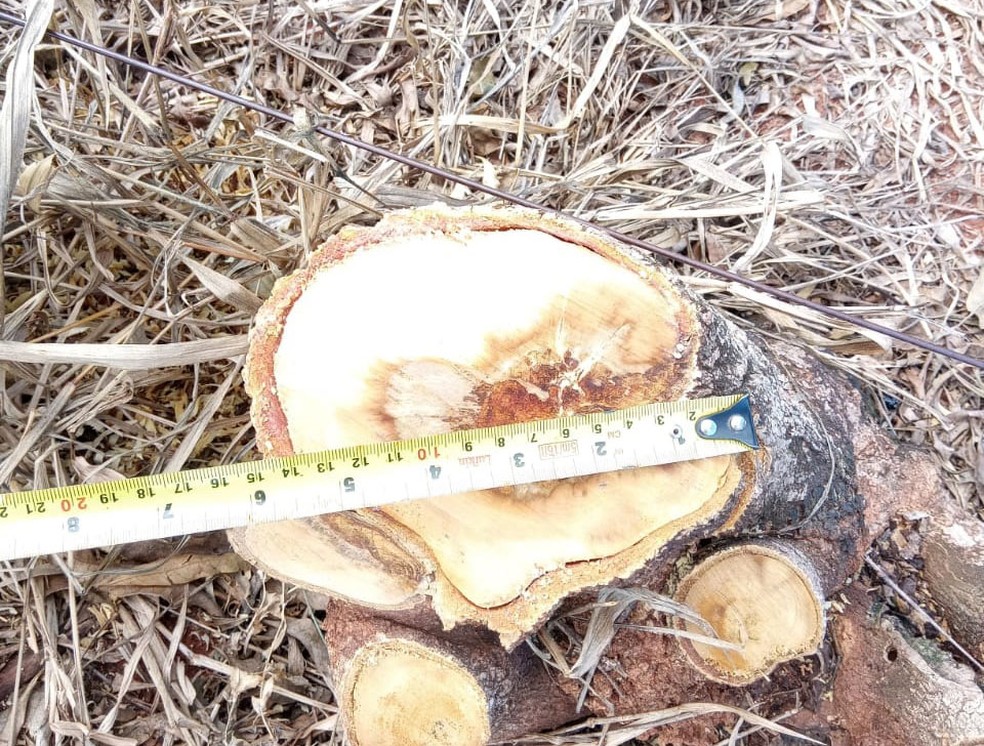 Fiscalizações constataram derrubada de 144 árvores nativas na região de Presidente Prudente — Foto: Polícia Militar Ambiental