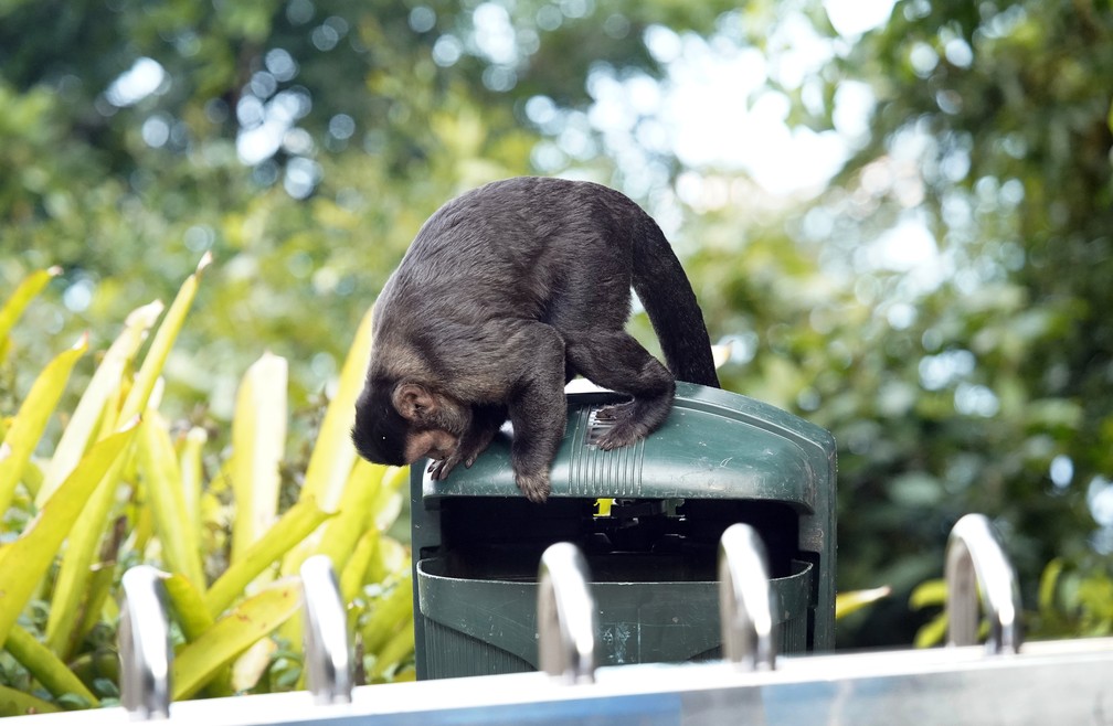 RJ, 13/04/2020 Macaco procura comida em lixeira da Vista Chinesa, no Parque Nacional da Tijuca, no Rio — Foto: Marcos Serra Lima/G1
