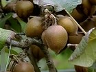 Expectativa é de aumento na colheita da safra do kiwi em SP