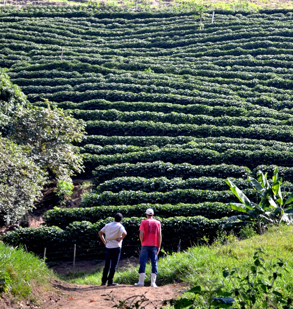 confianca agro no pais esta em alta mas no es preco do cafe preocupa espirito santo g1