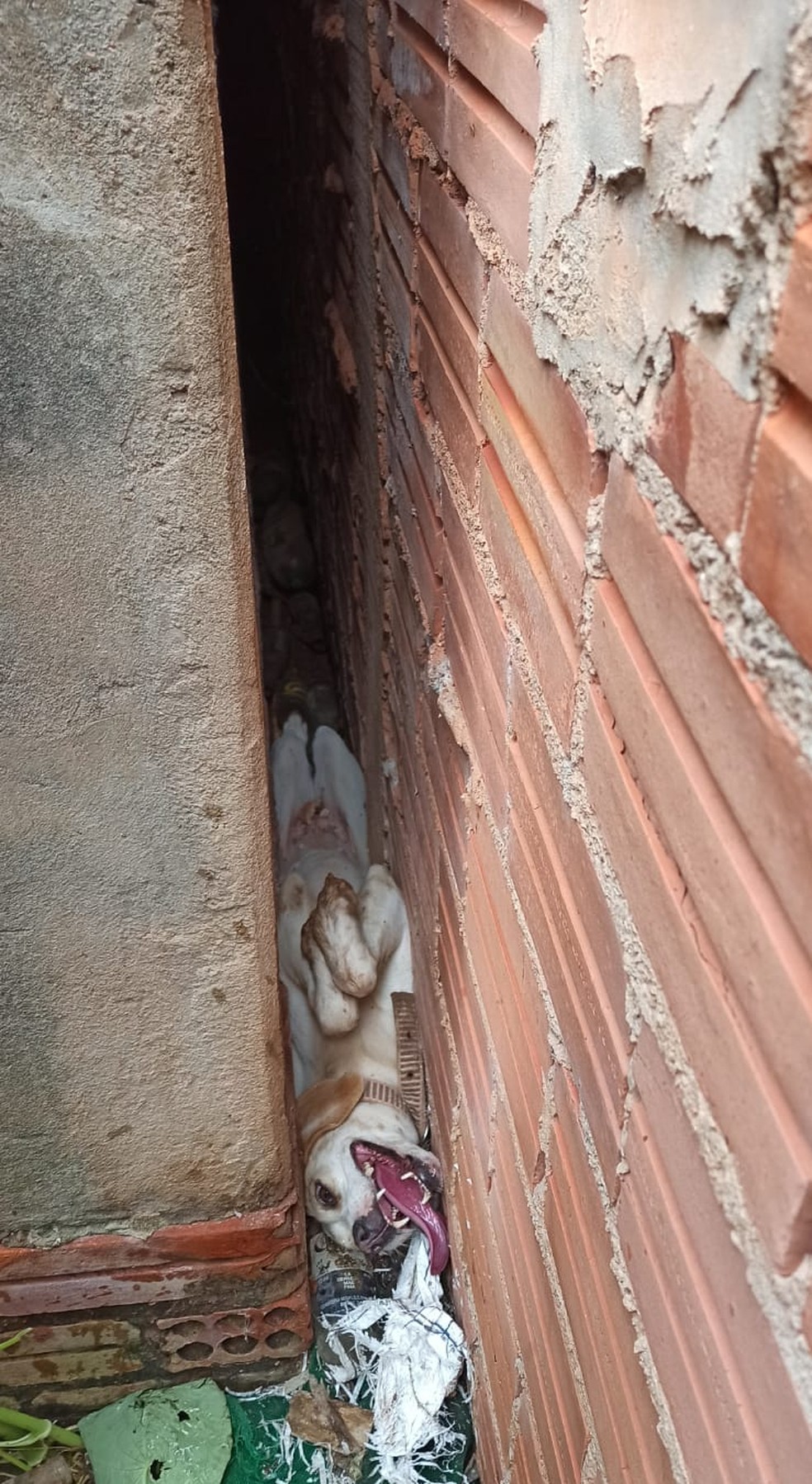 Cachorrinha Laika ficou presa entre paredes após se esconder do som de fogos — Foto: Corpo de Bombeiros/Reprodução/Pimenta Virtual