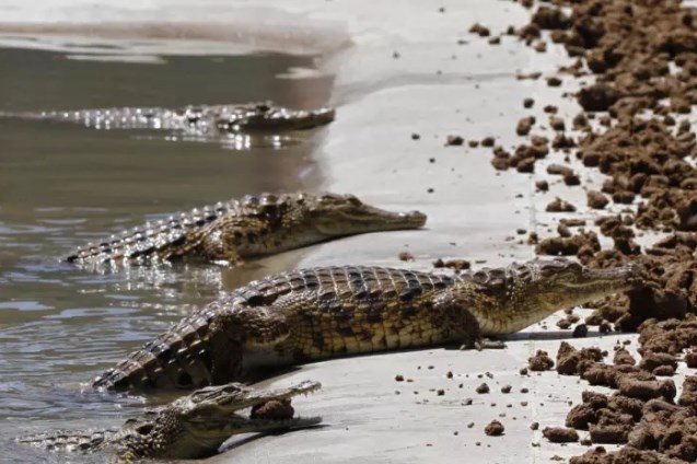 Crocodilos em rio no Zimbábue (imagem meramente ilustrativa)