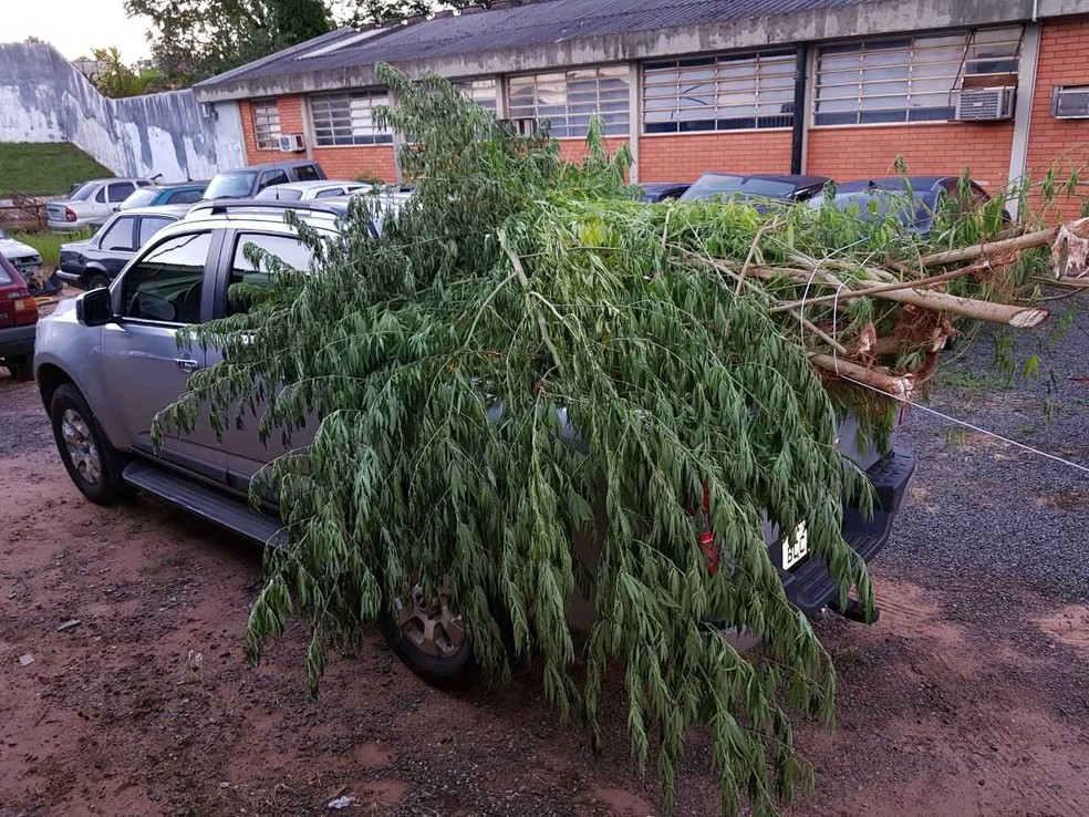 Pés de maconha encontrados em propriedade rural foram cortados e levados à delegacia (Foto: Polícia Civil/Divulgação)
