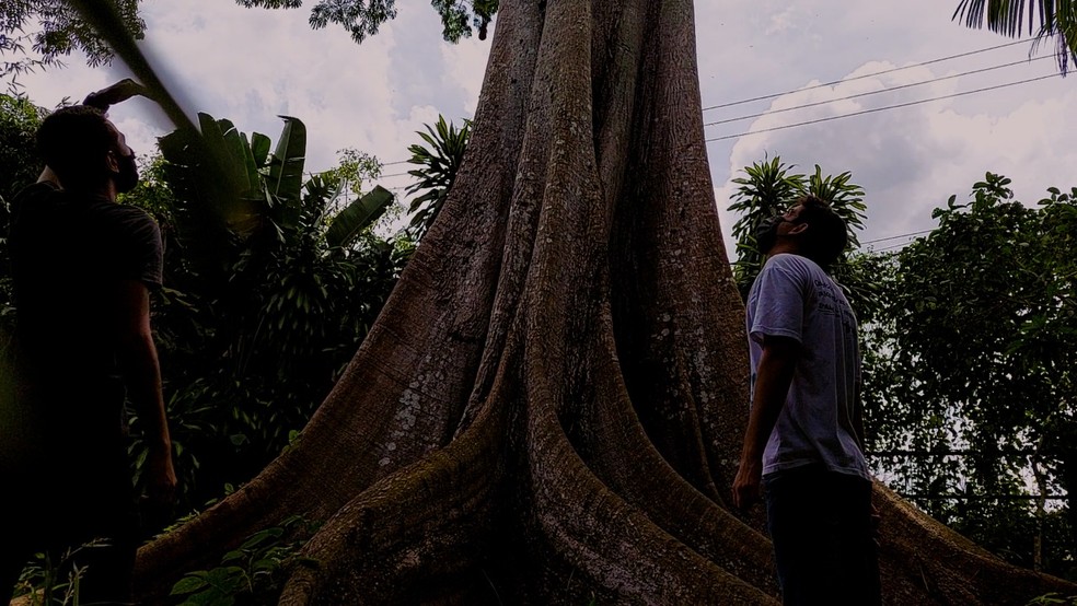 Árvore sumaúma.  — Foto: Luis Paulo Dutra/Rede Amazônica