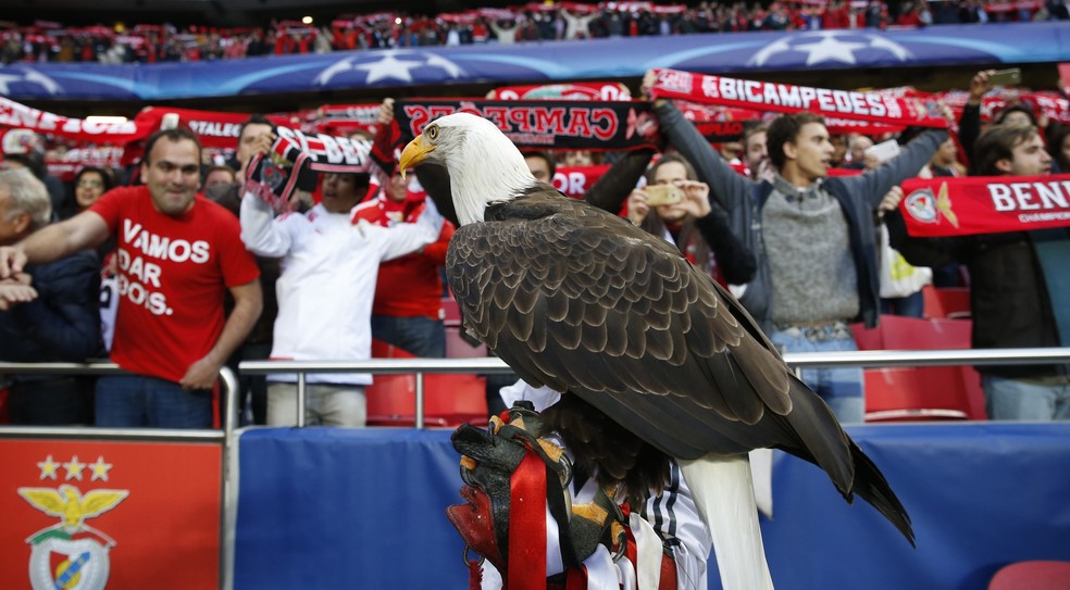 Ãguia VitÃ³ria Ã© atraÃ§Ã£o dos jogos do Benfica (Foto: Reuters)