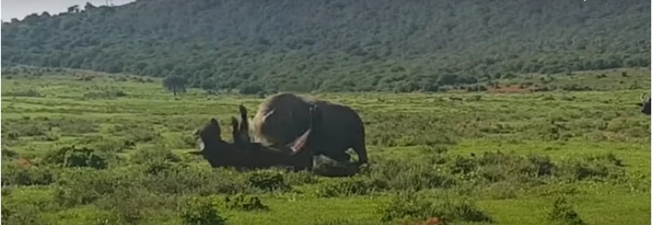 Duelo de gigantes: rinoceronte mostra sua força lançando um búfalo de quase 1 tonelada ao ar
