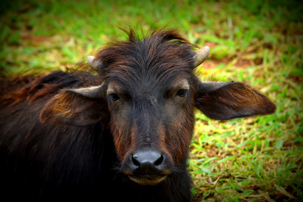 Caso das búfalas de Brotas (SP) completa um ano e animais seguem em recuperação na Fazenda Água Sumida — Foto: Fabio Rodrigues/g1