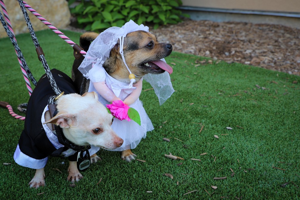 Chihuahuas inseparáveis ganham cerimônia de 'casamento' em lar de cães nos EUA; veja fotos | Olha que legal | G1
