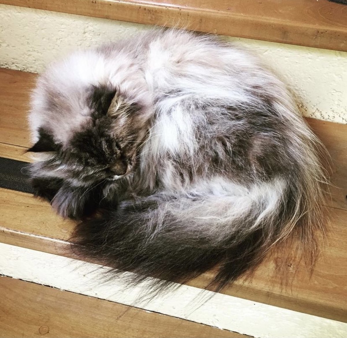 Na foto, o gato Gambá está dormindo, enquanto Rita Lee aproveita para captar a cena fofa (Foto: Instagram/ @ritalee_oficial/ Reprodução)