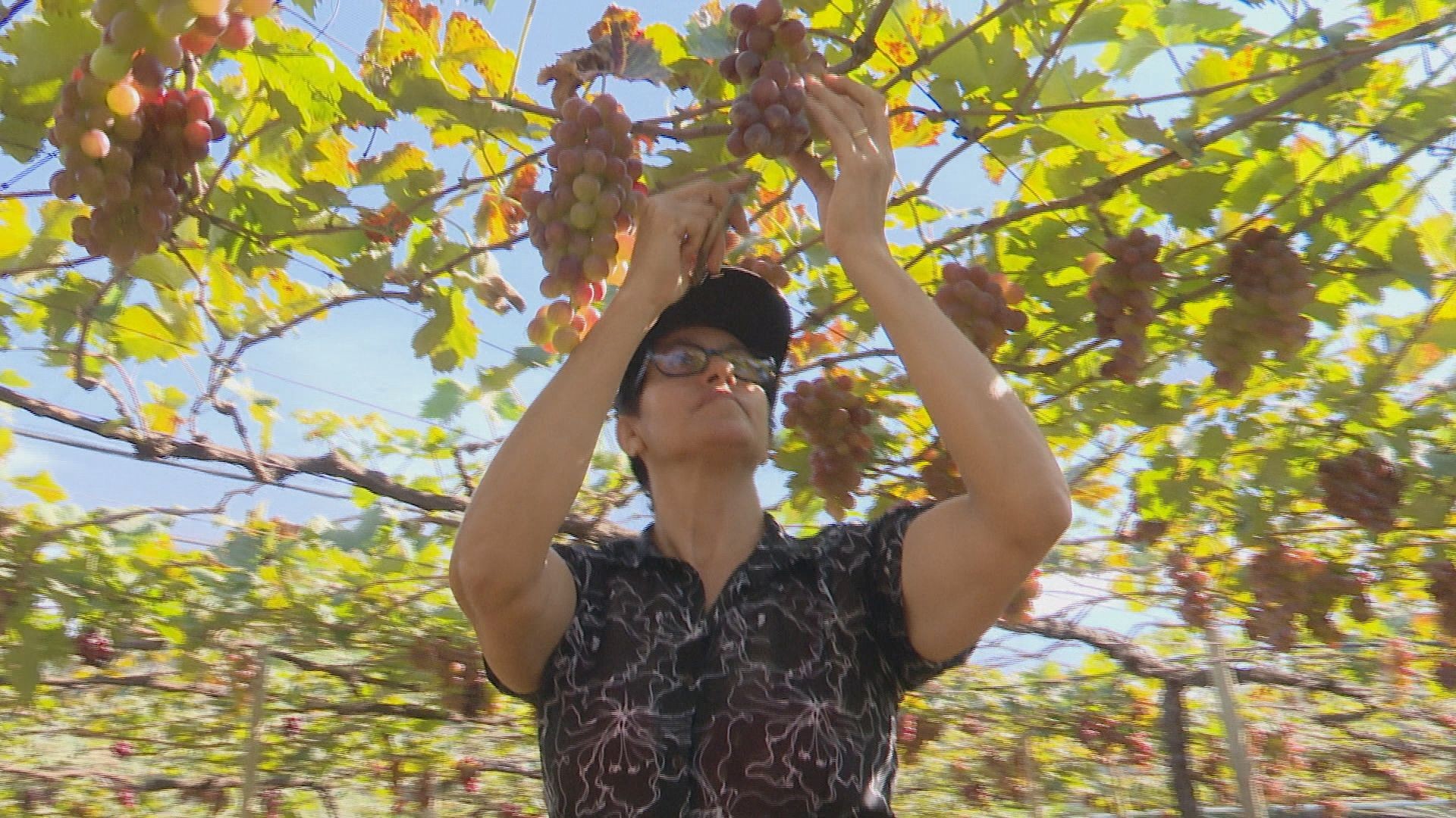 Em Marialva, maior cidade produtora de uva do PR, mais de 500 mulheres lideram parreirais