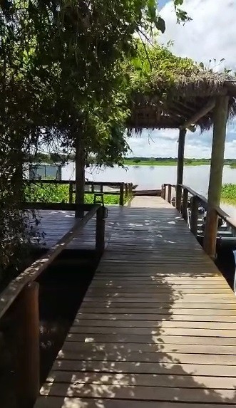 Sucuri amarela aparece em quintal de pousada no Pantanal de MT; veja vídeo