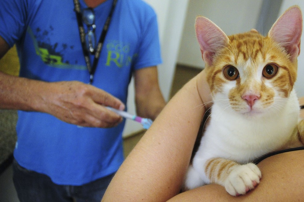 Gato é vacinado contra raiva  — Foto: Breno Esaki/Agência Saúde