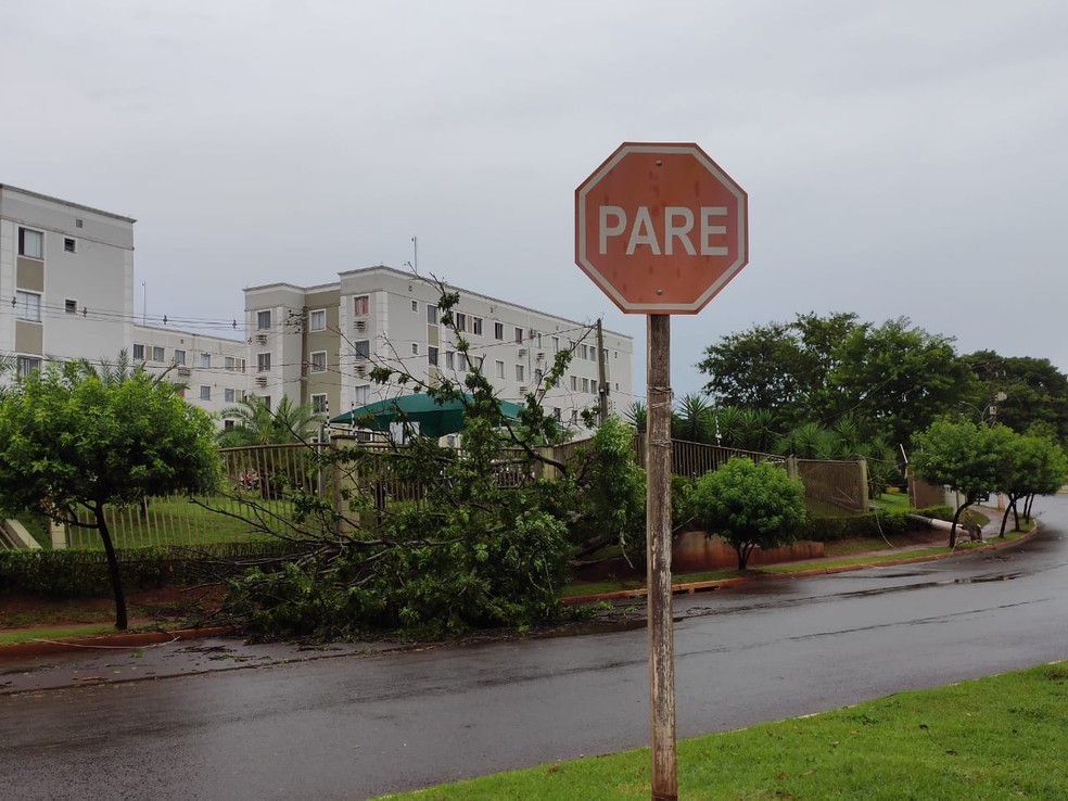 Árvore caiu atingindo a grade de residencial na região sul de Campo Grande nesta quarta-feira — Foto: Brenda Machado/TV Morena
