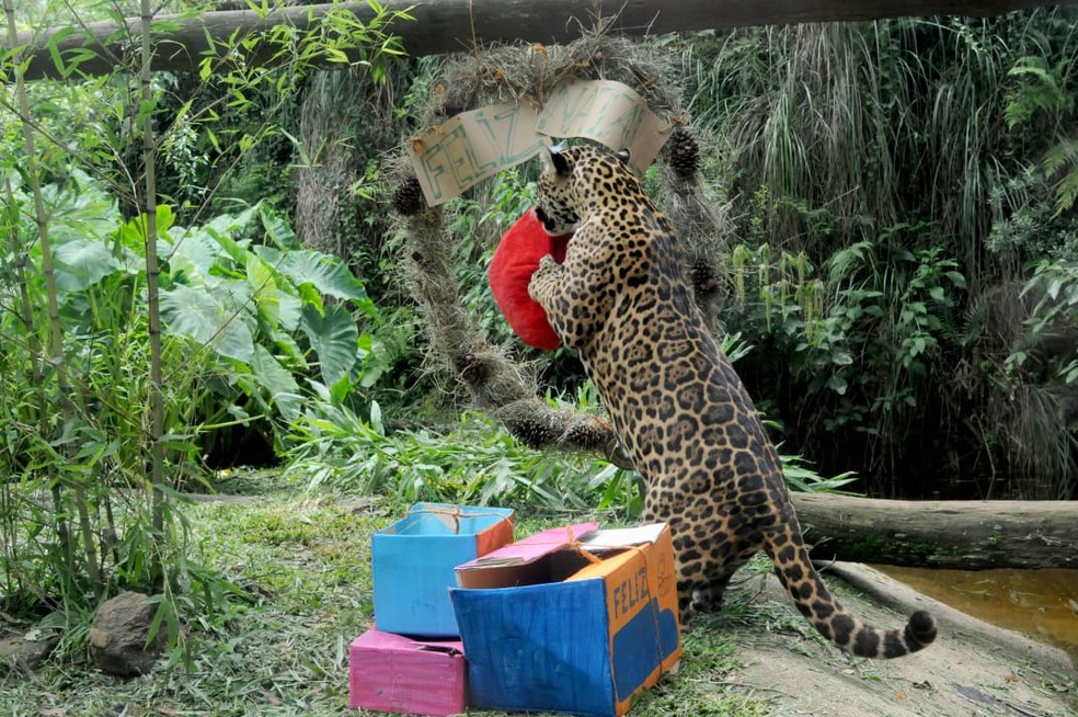 Onças receberam guirlanda de carne como presente de Natal no GramadoZoo — Foto: Halder Ramos/Divulgação GramadoZoo