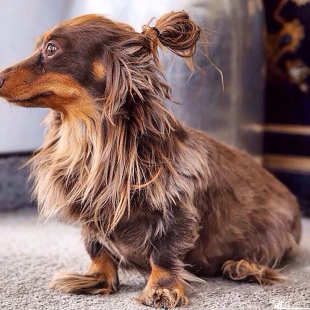 Cachorros estilosos do Instagram (Foto: Reprodução/Instagram)