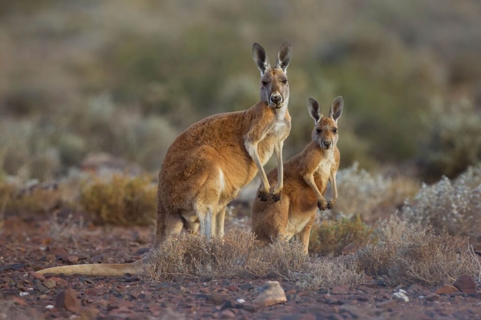 O Sturt National Park, na Austrália, abriga pelo menos 31 espécies de mamíferos, incluindo os cangurus vermelhos retratados aqui — Foto: PotMart186/ Wikimedia Commons/ CreativeCommons