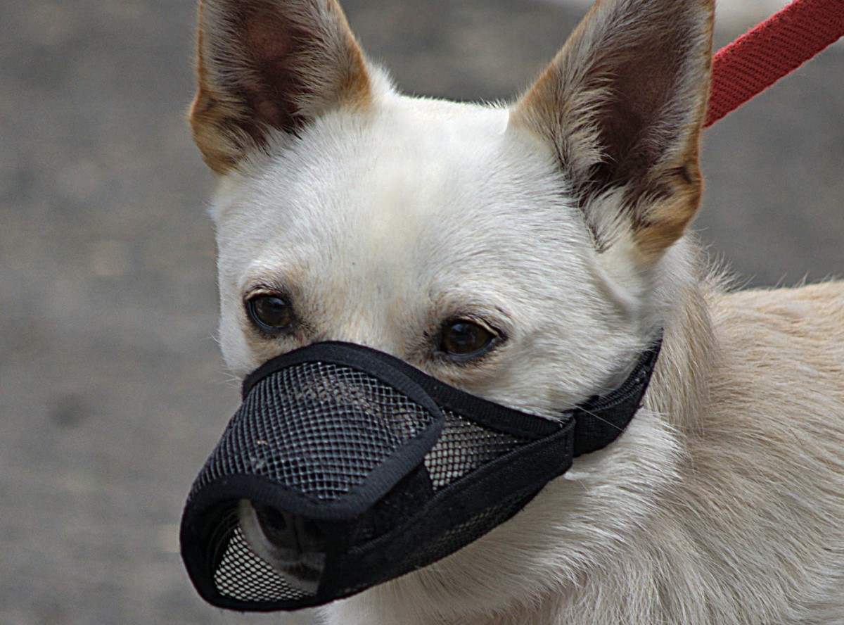 A focinheira pode ser utilizada em cachorros de grande e pequeno porte  (Foto: Flickr/ Scott 97006/ CreativeCommons)
