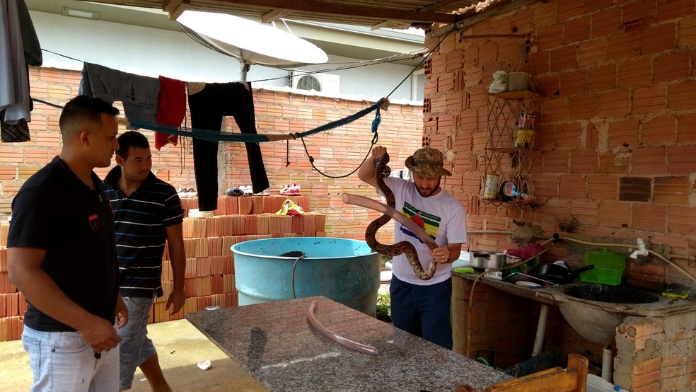 Animal foi capturado no terreno de uma casa em Porto Velho (Foto: Hosana Morais/G1)
