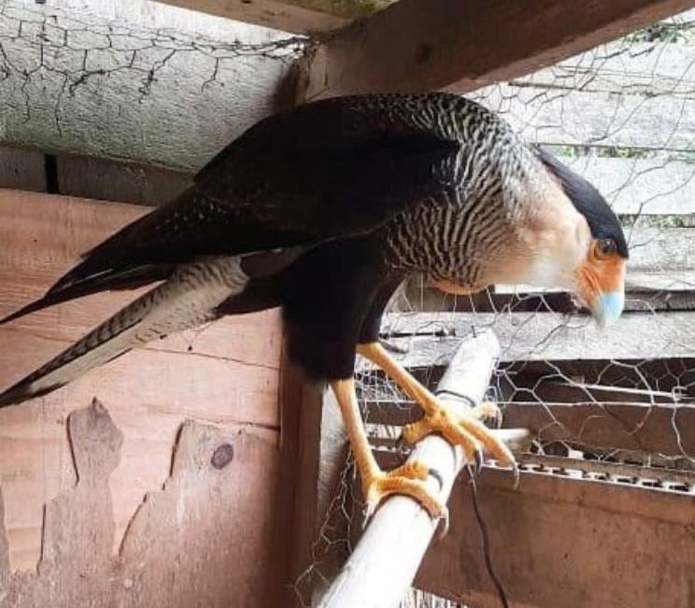 Aves são retiradas de cativeiro e devolvidas à natureza após denúncia — Foto: PC-RO/Divulgação