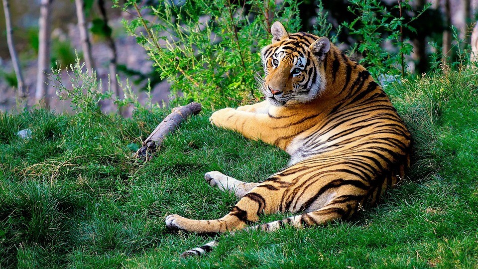 Tigre-de-bengala está ameaçado de extinção (Foto: Pixabay/Free-Photos/Creative Commons)