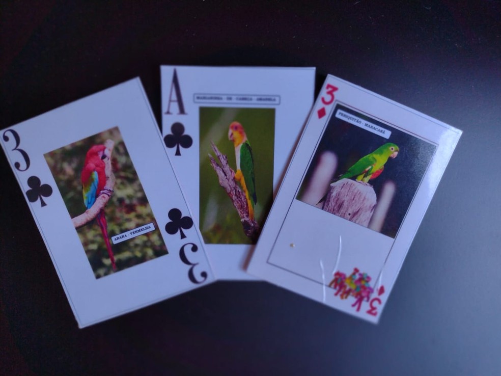 Inclusão de aves no jogo de cartas retoma debate sobre preservação ambiental. — Foto: Divulgação