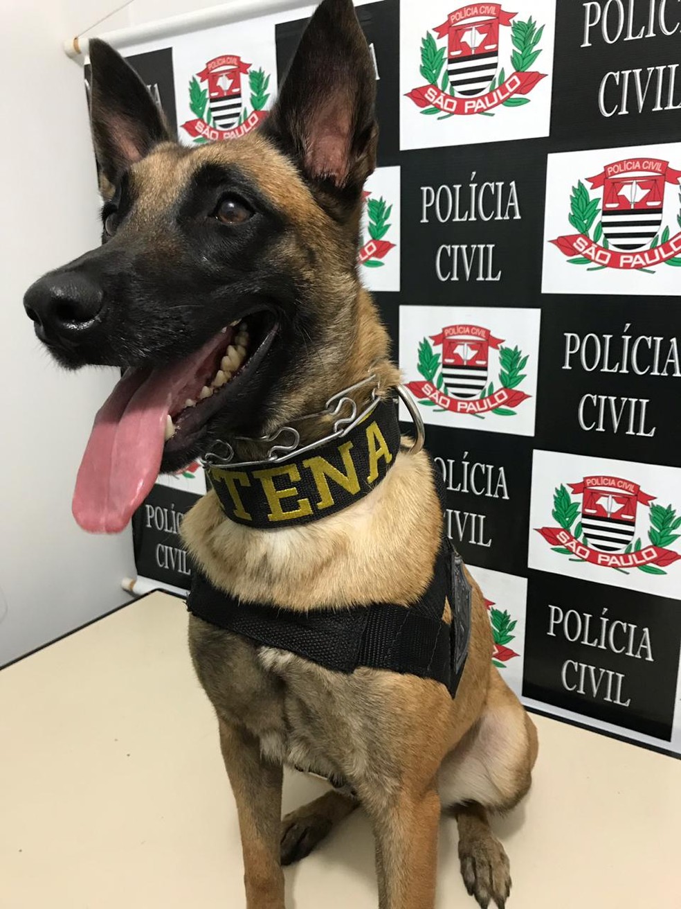 Atena já faz parte do quadro de 'funcionários' da Polícia Civil de Bauru — Foto: Gabrielle Gabas/ TV TEM 