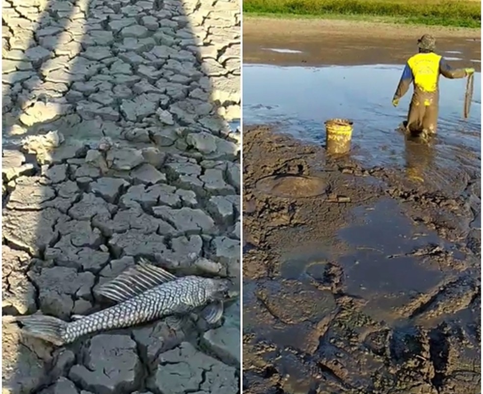 Moradores entraram na lama para resgatar peixes em Araçatuba  — Foto: Arquivo Pessoal 
