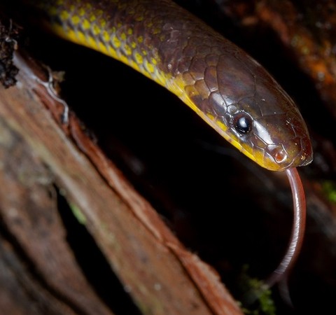 3 novas cobras são encontradas sob cemitério, igreja e escola no Equador