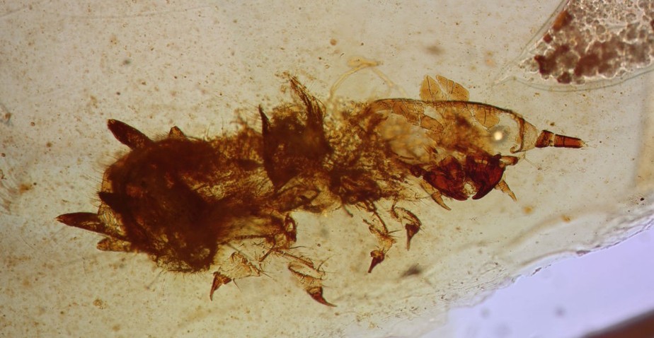 Âmbar preserva besouros que comiam penas de dinossauro há 105 milhões de anos