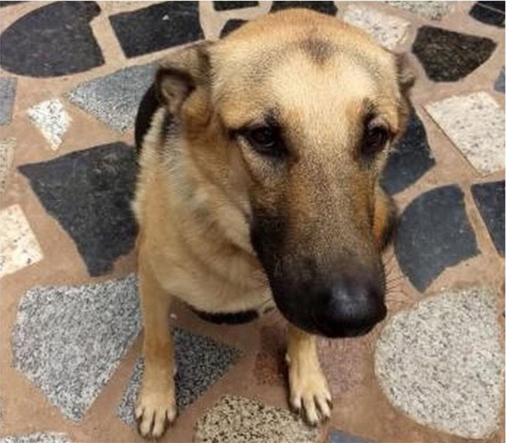 Cachorro 'Peppe' sobreviveu ao atropelamento (Foto: Luiza Mell)