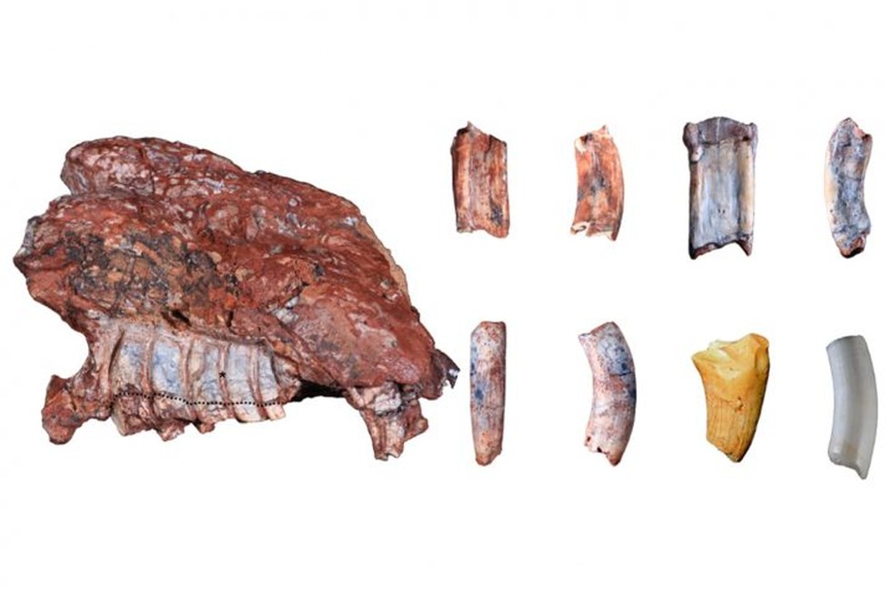 Fóssil mais antigo com dentes hipsodontes conhecido era de um mamífero que viveu pelo menos 70 milhões de anos depois do Menadon. — Foto: UFRGS/Divulgação