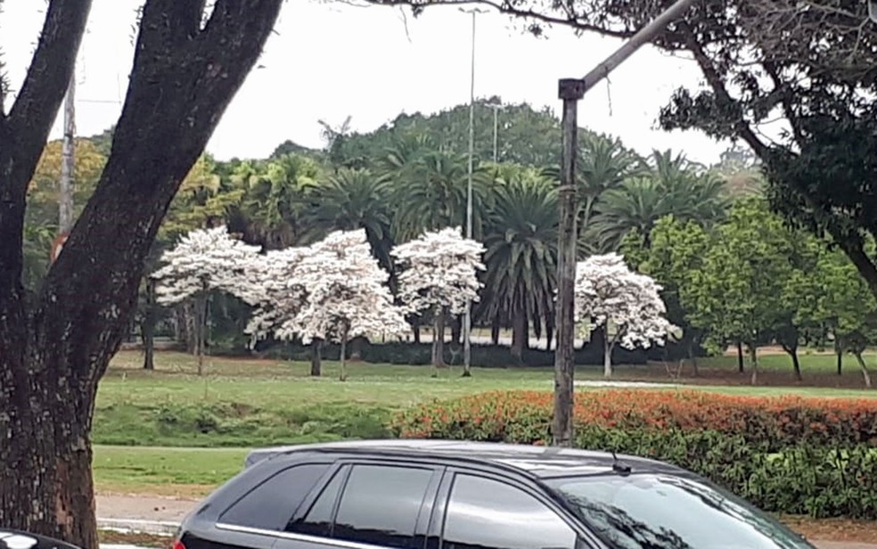 Ipês brancos no Parque Ibirapuera — Foto: Renato Franzini/G1