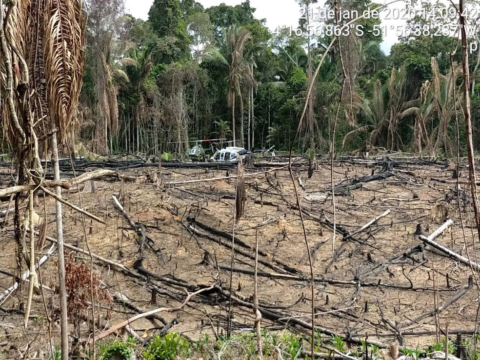 Imagem de fiscalização do Ibama na terra indígena Ituna-Itatá em 21 de janeiro de 2020 mostra sinais de desmatamento ilegal. — Foto: Divulgação/Ibama