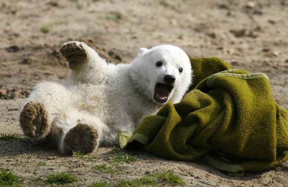 Imagem de março de 2007 mostra Knut em sua primeira aparição pública no Zoológico de Berlim — Foto: Reuters